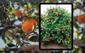 Artificial intelligence to predict fruit tree harvesting
