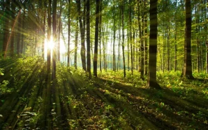 El papel de los sumideros de carbono en ciudades