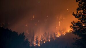 Forest fire prevention with artificial intelligence