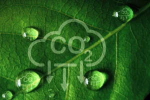 Decarbonization strategies to boost business competitiveness